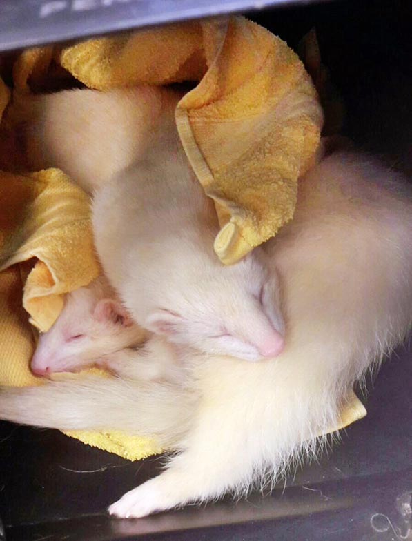 Figure 4. Ferrets love to snuggle in a blanket.