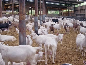 Figure 5. Hydrometra is more common in dairy goats – particularly those bred out of season.Figure 5. Hydrometra is more common in dairy goats – particularly those bred out of season.