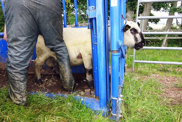 Figure 8. Cattle stocks can be used for restraint of rams for semen collection.