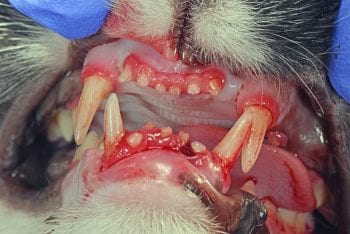 Figure 2. Periodontitis in a cat.