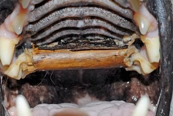 Figure 4. A stick lodged under a dog’s palate.