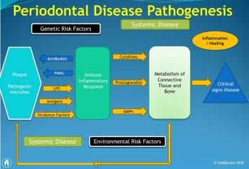 Figure 1. Periodontal disease pathogenesis. Image: VetDentist