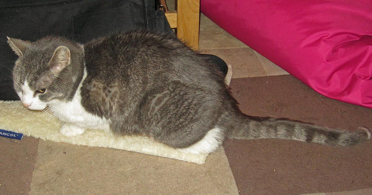 Figure 1. The hunched posture of a cat suggesting possible abdominal pain.
