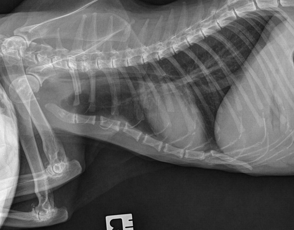 Figure 2. A thoracic radiograph of an elderly cat. The cat’s activity levels had been described as reduced and it slept more than usual. A noticeable increase in activity levels occurred once treatment was commenced.