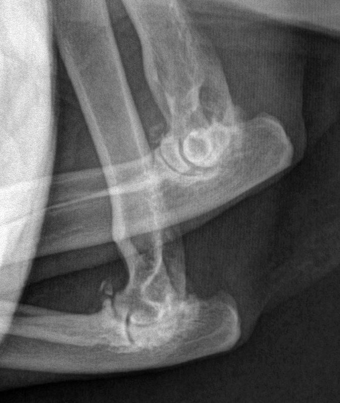 Figure 3. A thoracic radiograph of an elderly cat. The most significant finding is marked OA in the elbow joints, which was an incidental finding.