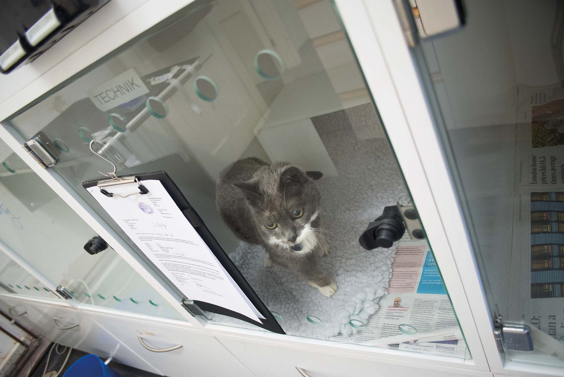 cat-ward_DSC3925v2