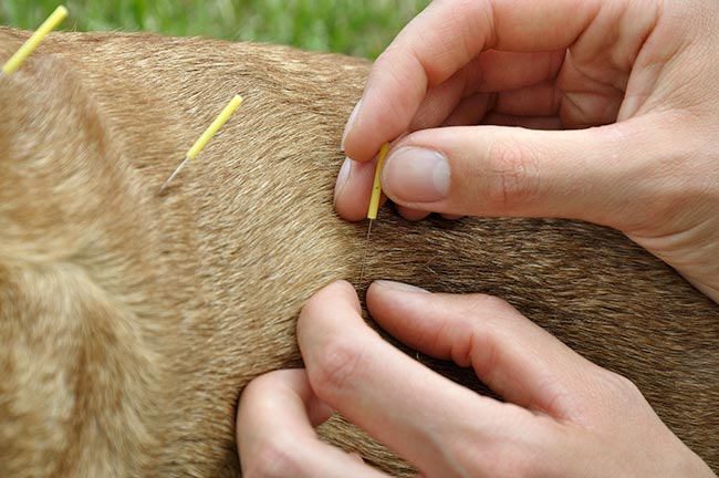 Acupuncture targets the physical and physiological components of pain, according to practitioners. Image © Roland Gruenewald / Adobe Stock