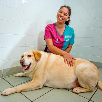 PDSA-Sadie-before