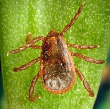 Rhipicephalus sanguineus. Image: Public Domain / Wikimedia Commons