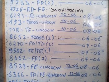 Figure 2. A whiteboard is a useful way to show milkers which cows are being treated.