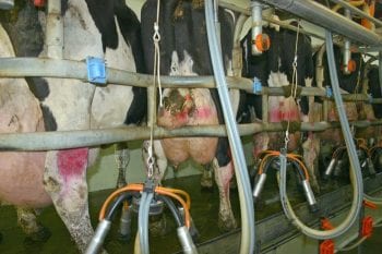 Figure 3. It is important to keep treated cows separately and milk last if possible.