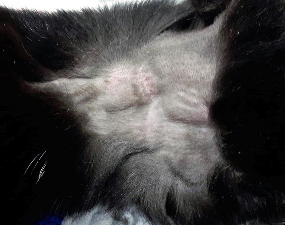 Figure 1a and 1b. Cervical lymphadenopathy (bilateral enlargement of the mandibular and retropharyngeal lymph nodes) in a 10-year-old domestic shorthair cat with rhinopharyngeal large cell lymphoma.
