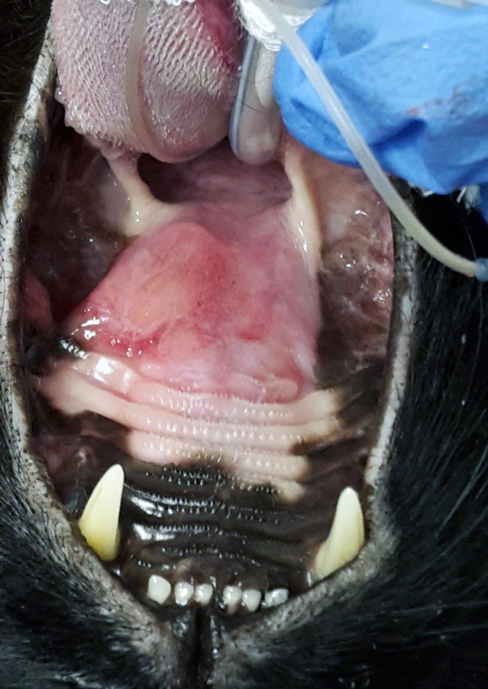 Figure 1a. Cervical lymphadenopathy (bilateral enlargement of the mandibular and retropharyngeal lymph nodes) in a 10-year-old domestic shorthair cat with rhinopharyngeal large cell lymphoma.