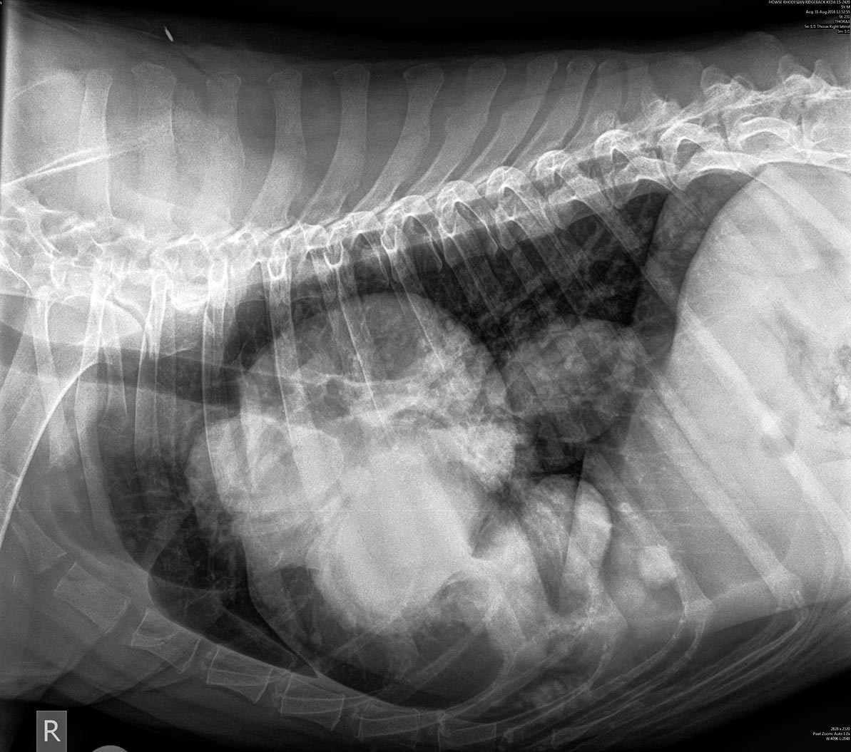 Figure 2. Metastatic appendicular osteosarcoma in a dog. One lateral radiograph view of the thorax was sufficient to restage the patient eight months post-surgery.
