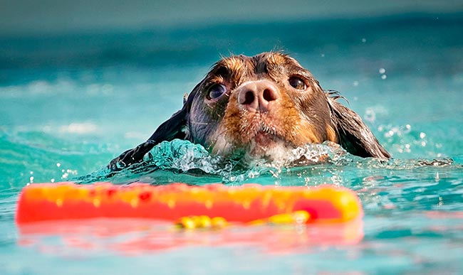 Free swimming can be beneficial for dogs with elbow arthritis.