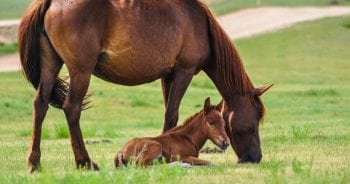 Less is known about this condition and its pathogenesis in the foal than in adult horses.