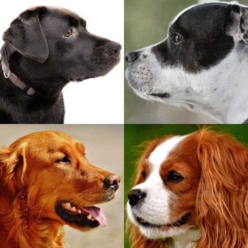 Dog montage.