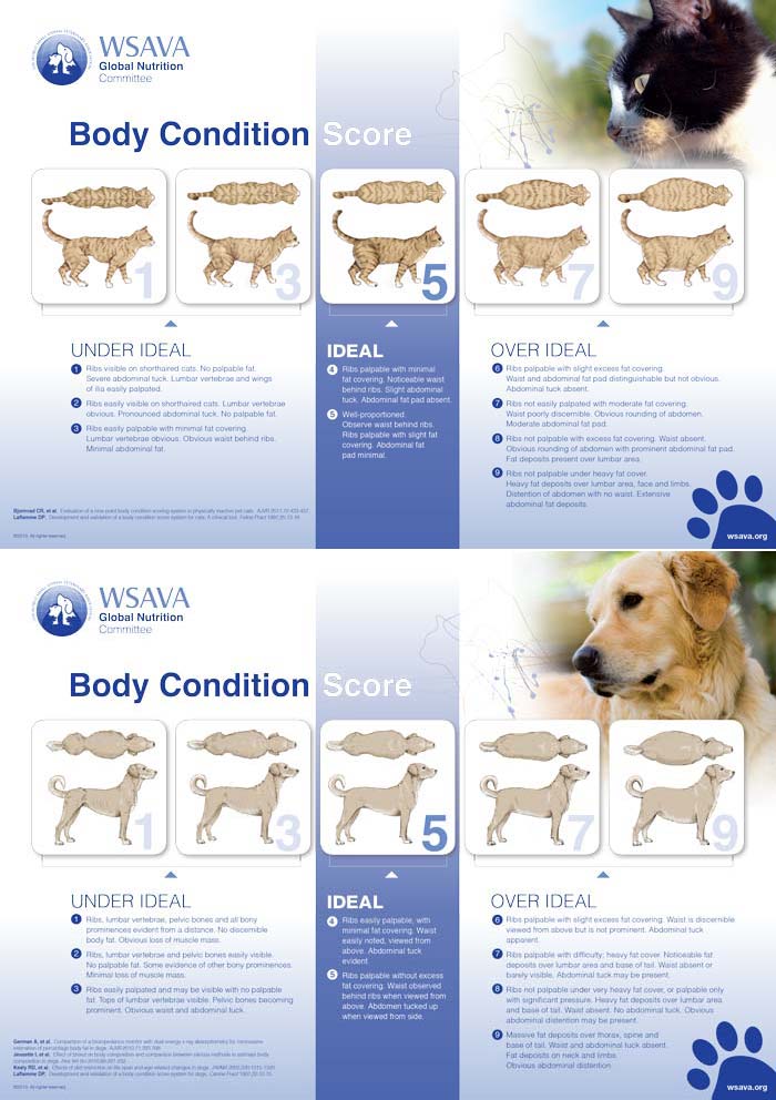 WSAVA body condition score cat and dog charts.