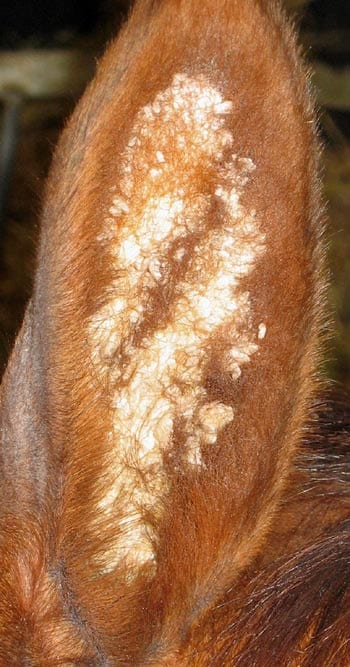 Figure 1. Characteristic “aural plaques” caused by equine papillomavirus (no further diagnostic aids or treatment are usually required).