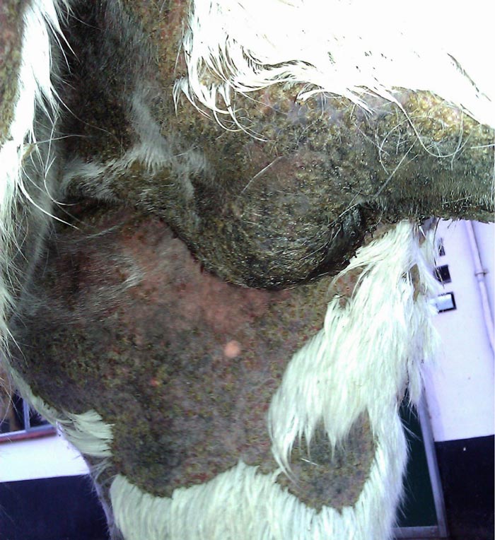 Figure 4. Extensive painful crusting and secondary hair loss in a case of pemphigus foliaceus, the most common immune-mediated cause of widespread crusting.