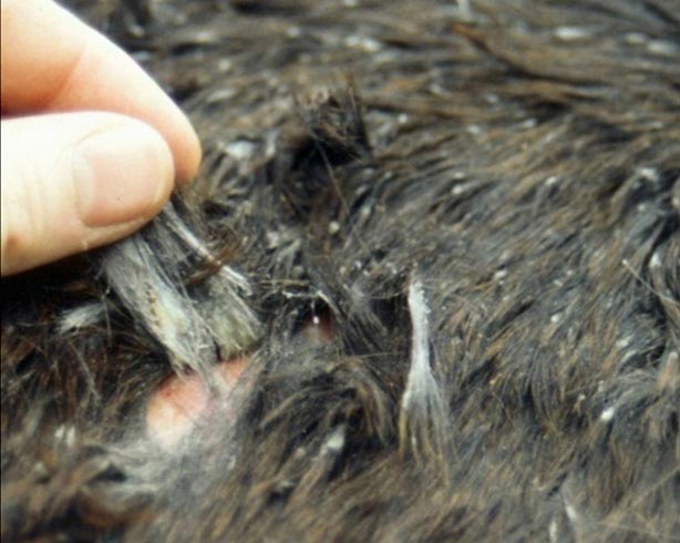 Figure 5. Typical dermatophilus lesions in a field-kept horse in winter.