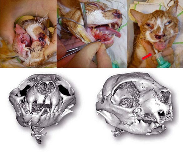 Figure 1. A young cat with head trauma following a road traffic accident. Multiple mandibular, maxillary, left orbital and nasal bone fractures resulted in malocclusion and nasal bleeding, with increased upper respiratory noises, but no respiratory distress. The red arrow indicates the endotracheal tube placed via a pharyngostomic approach to allow surgical reduction of the mandibular/maxillary fractures. Image: © AHT, Newmarket.