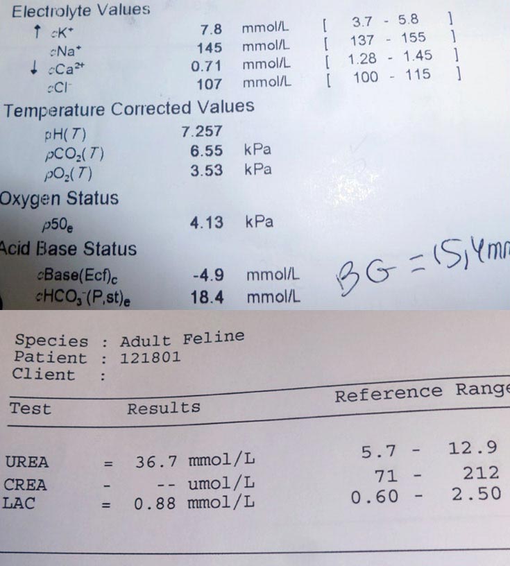 Figure 10. Venous blood gas of a four-year-old female spayed British shorthair cat following a road traffic accident. Hyperkalaemia, hypocalcaemia and azotaemia are evident and indicate possible urinary system trauma. Image: © AHT, Newmarket.