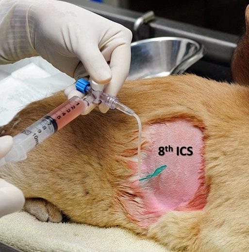 Figure 2b. In general, thoracocentesis is performed at the level of the eighth intercostal space (ICS). The area is clipped and prepped, and an aseptic technique is used. Image: © AHT, Newmarket.