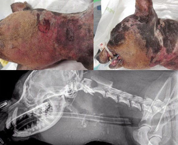 Figure 3b. Penetrating cervical bite wounds result from an attack by another dog. A four-year-old miniature pinscher presented in emergency following a bite wound to the head and neck region. The initial assessment showed cervical soft tissue swelling and SC emphysema. Despite the clinical presentation and several bite injuries, the dog did not show signs of dyspnoea or stridor, which is surprising. The radiographs of the head and neck revealed a dislocation and fracture of the hyoid apparatus, endoscopy of the trachea and oesophagus were unremarkable. Surgical exploration of the ventral neck showed severe soft tissue damage extending up to the cervical vertebrae. During recovery, the dog developed severe respiratory distress so temporary tracheostomy to provide patent airway was necessary. The dog recovered uneventfully. Image: © AHT, Newmarket.