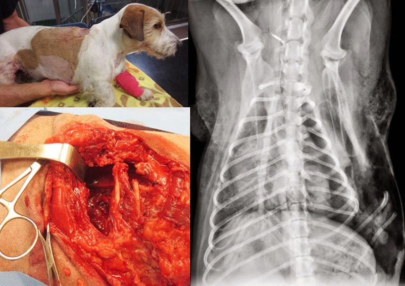 Figure 5. This 13-year-old male neutered Jack Russell terrier was attacked by another dog. It suffered multiple rib fractures on the right side and perforation of the right cranial lung lobe, which resulted in marked SC emphysema. Cutaneous lacerations at the level of the thoracic injury were not reported. Exploration revealed diffuse and important soft tissue damage. Image: © AHT, Newmarket.