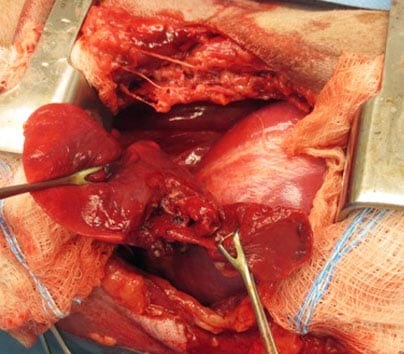 Figure 6. A left caudal lung lobe laceration following penetrating thoracic injury. Image: © AHT, Newmarket.