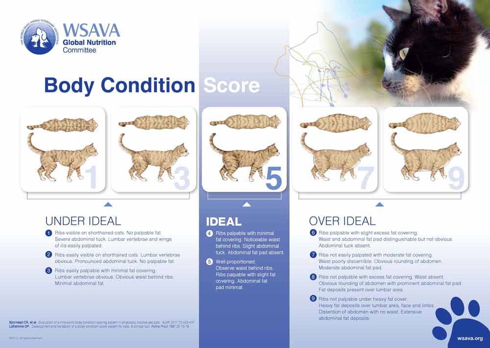 Figure 1a. A body condition score chart for cats is available on the WSAVA website.