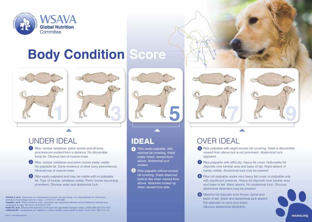Figure 1b. A similar WSAVA body condition score chart for dogs.