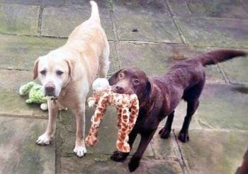 Figure 3. Despite the difficulty of stopping some dogs stealing foods/overeating, they can be kept at optimum body condition score if owners strictly control food intake despite their begging behaviour. For example, Robert – the yellow Labrador retriever pictured – remained active and lived to be 17 years old. His friend, Charlie, was a rescue case and seriously underweight due to starvation.