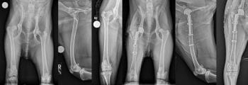 Figure 1. Pre and postoperative ventrodorsal view of the pelvis and orthogonal views of the right femur after total hip replacement for treatment of chronic luxation of the right hip. The pain associated with the osteoarthritis in this 12-month-old labradoodle did not respond satisfactorily to non-surgical management.