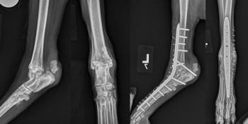 Figure 2. Pre and postoperative mediolateral and caudocranial views of the left tarsus after pantarsal arthrodesis for treatment of a chronic avulsion fracture of the calcaneus.