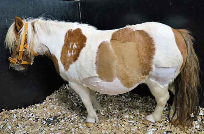 Figure 3. Abdominal distension in Shetland ponies and miniature horses is typically seen in cases of small colon obstruction due to faecaliths.