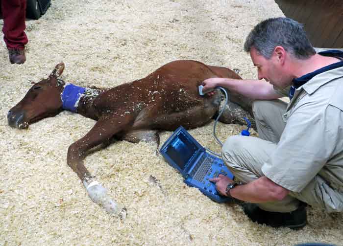 Figure 6. Abdominal ultrasound can be particularly useful in foals and small ponies where rectal examination is not possible.