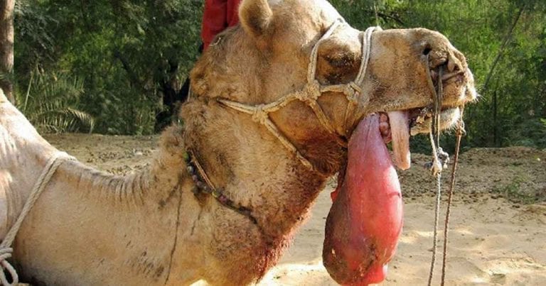 Soft palate prolapse in a camel Vet Times