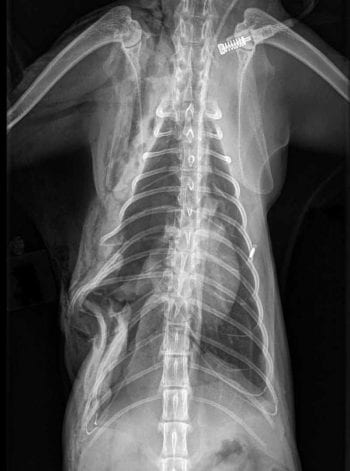 Figure 1. A dorsoventral radiograph of a cat with disruption of the right thoracic wall.