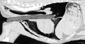 Figure 3. A saggital slice from a CT 3D reconstruction of the same dog.
