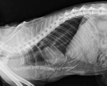 Figure 4a. Mediolateral radiograph of the thorax of a cat with sternal disruption before surgical stabilisation.
