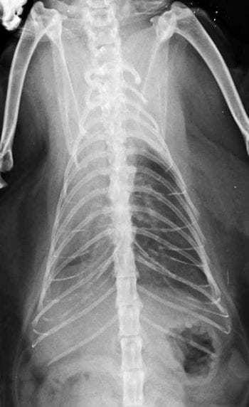 Figure 4b. Dorsoventral radiograph of the thorax of a cat with sternal disruption before surgical stabilisation.