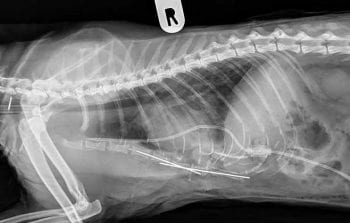 Figure 4c. Mediolateral radiograph of the thorax of a cat with sternal disruption after surgical stabilisation.