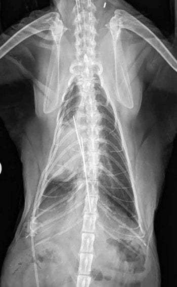 Figure 4d. Dorsolateral radiograph of the thorax of a cat with sternal disruption after surgical stabilisation.