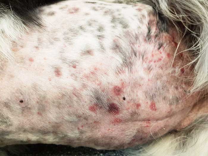 Large areas of ecchymotic haemorrhage on the skin are a quite obvious sign of thrombocytopenia.
