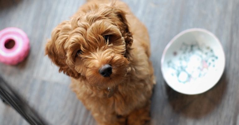 Part time deals labradoodles