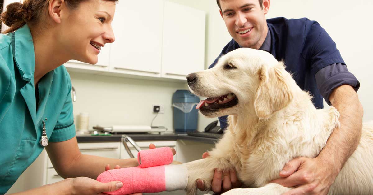 Veterinary Nurse Telegraph