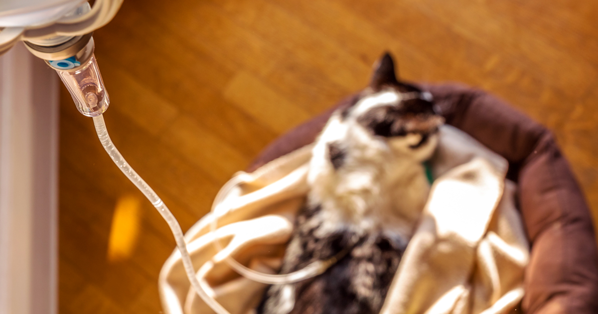 Pancreatitis Pt 2 Treatment And Prognosis Vet Times Pancreatitis Pt 2 Treatment And Prognosis Vet Times