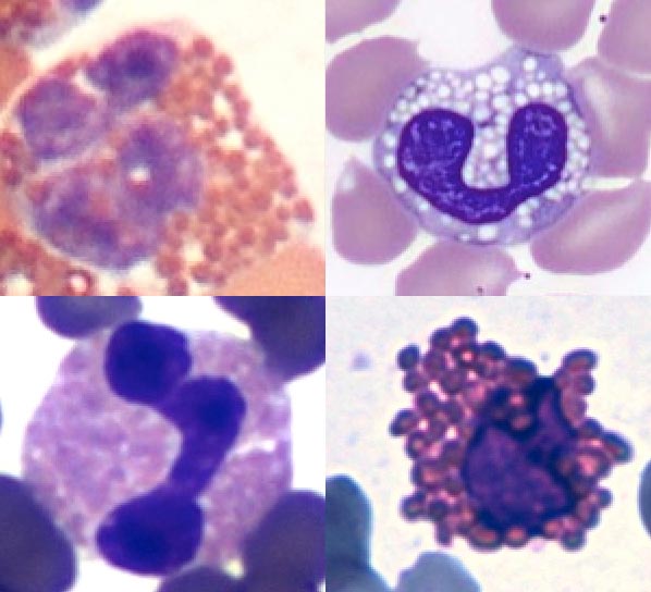 Figure 2. Different eosinophils according to species.